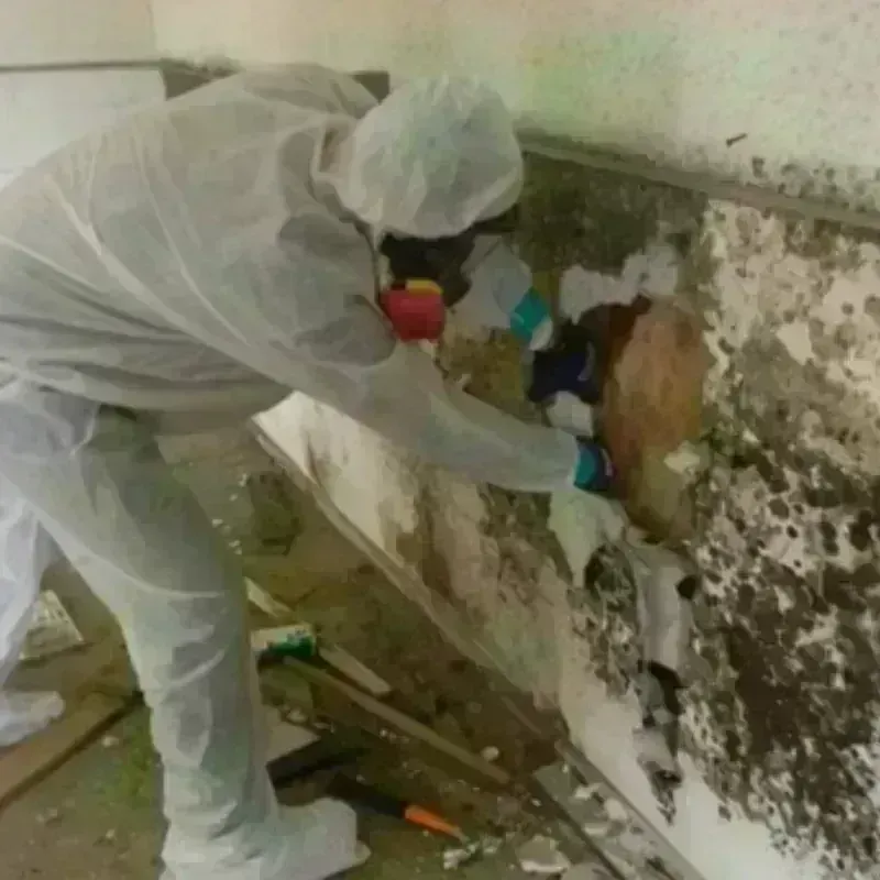 Mold Remediation and Removal in West Hazleton, PA